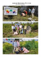 PLANTATION  1-11-2021